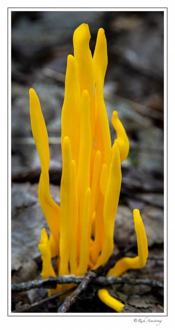 orange fungi 1.jpg